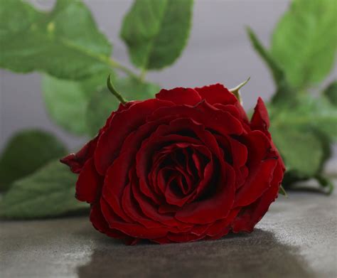 Rose Punainen Ruusu Kukka Ilmainen Valokuva Pixabayssa Pixabay