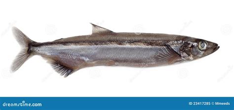 Salted Capelin Fish Royalty Free Stock Photo - Image: 23417285