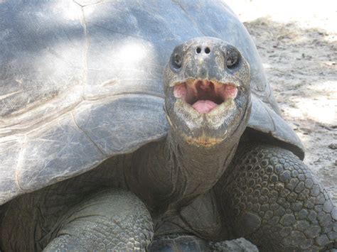 Excited Tortoise By Riverturtle790 On Deviantart