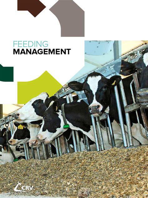 feeding management    dairy cattle cattle