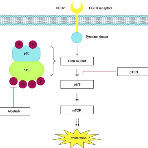 Structure Of Trastuzumab Emtansine And Mechanisms Of Action Notes On