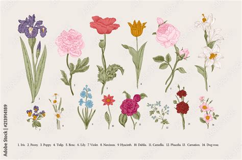 Classical Botanical Illustration Victorian Garden Flowers Vector