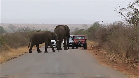 Elephants Blocking The Road Youtube