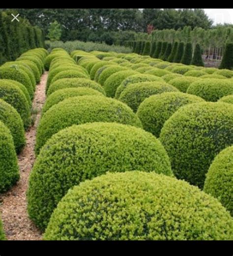 American Boxwood Plant