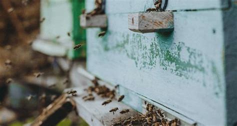 How Many Bees You Need To Start Your First Hive Beekeeping