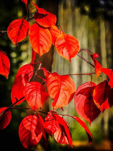 Free Images Tree Nature Forest Branch Sunlight Leaf Fall