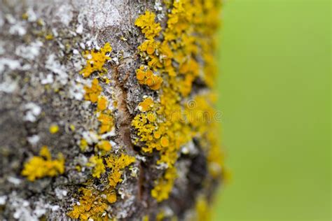 Yellow Moss On A Tree Stock Photo Image Of Closeup Detail 46170564