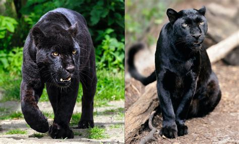 Los grandes félidos explorando las diferencias únicas entre el jaguar