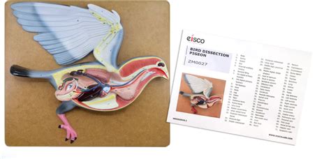 Pigeon Dissection Model Life Size Klm Bio Scientific