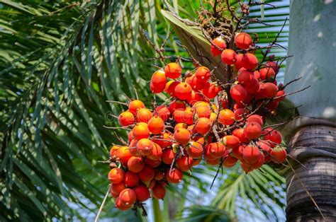 Beautiful Bunch Of Orange Palm Tree Fruits In Close Up At A Tropical Botanical Garden Stock