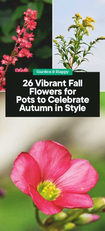 26 Vibrant Fall Flowers for Pots to Celebrate Autumn in Style - Garden ...