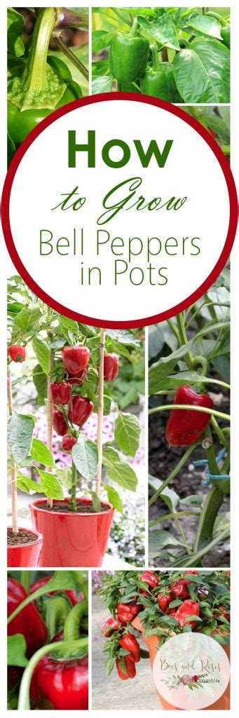 Growing Bell Peppers in Containers ~ Bees and Roses