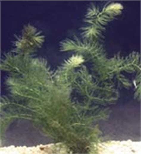 Submerged Aquatic Plants | Water Plants | Pond Plants | Water Pond ...