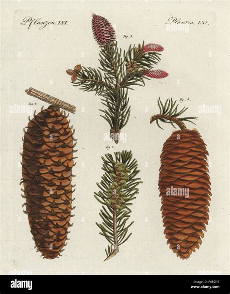 White Spruce Cone