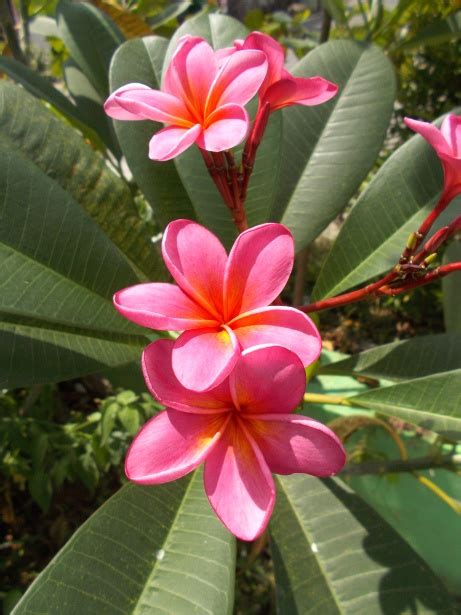 Pink Red Plumeria Flowers Free Stock Photo Public Domain Pictures