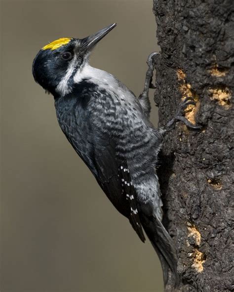 Black-backed Woodpecker | Woodpecker, Birds, Bird