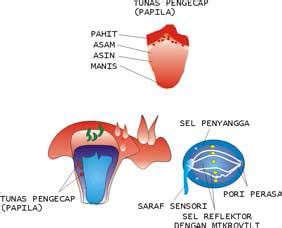 Mekanisme Sensoris Dan Motoris Pada Indra Peraba Pengecap Dan Pembau