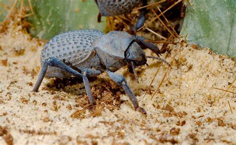 A Complete Guide To Keeping Blue Death Feigning Beetles