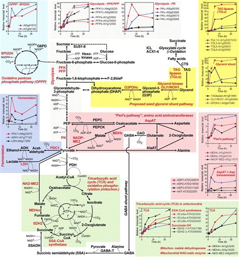 Reactivation Of The Primary Metabolic Pathways And Energy Production