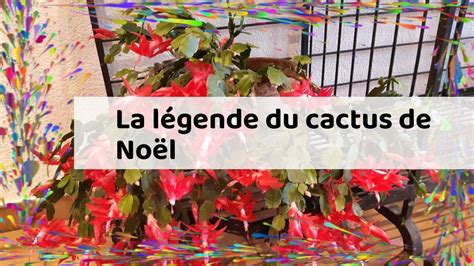 La légende du cactus de Noël YouTube