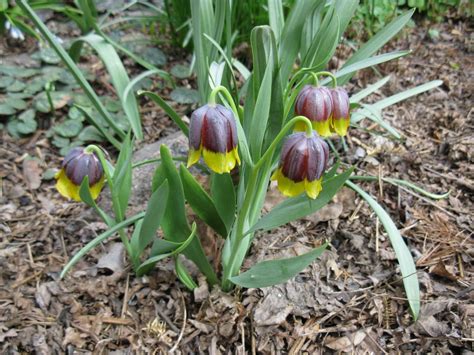 Fritillaria michailovskyi Изображение особи Плантариум