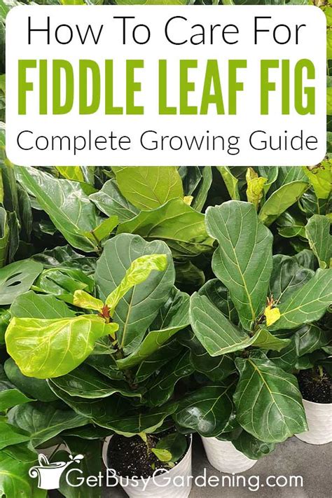 Ultimate Guide To Caring For Fiddle Leaf Fig Trees