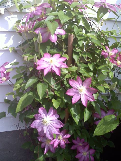 Climbing Clematis From Japan Climbing Clematis Flower Garden Types Of Flowers