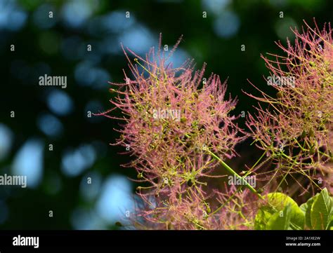 Pink Green Fluffy Flowers Smoke Bush Smoketree In Sunlight Against