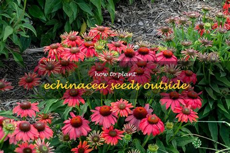 Planting Echinacea Seeds Outdoors Step By Step Guide Shuncy