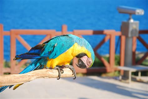 Loro P Jaro Guacamayo Azul Y Foto Gratis En Pixabay Pixabay