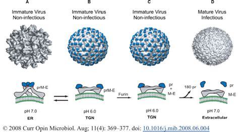 Structure Of The Dengue Virion And Conformations Of The E Protein