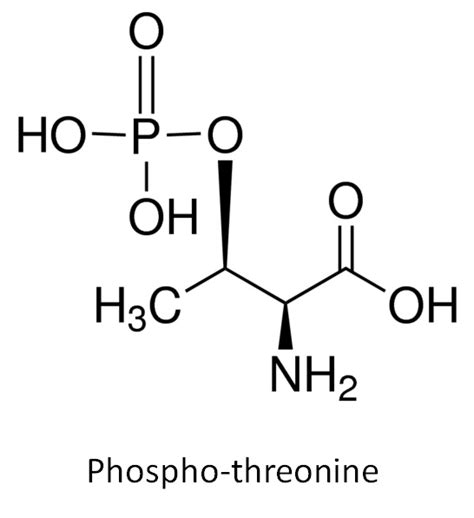 Synthesis Of Phosphorylated Peptide Phospho Tyrosine Theronine Serine