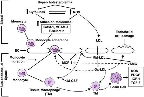 Schematic Diagram Of Mechanism Of Hypercholesterolemia Induced