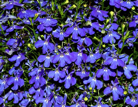 Lobelia | Characteristics, Major Species, & Medicinal Uses | Britannica