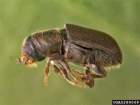 Pine Beetle