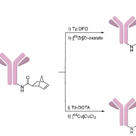 Iedda Mediated Radiolabeling Of Trastuzumab Download Scientific Diagram