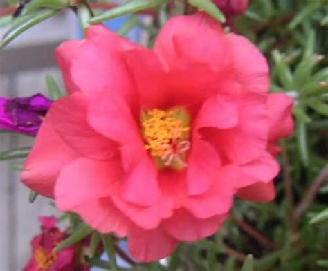 100 Pink Moss Rose Portulaca Grandiflora Seeds