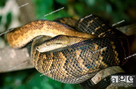 Jamaican Boa Snake Endangered Epicrates Subflavus Stock Photo