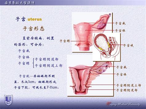 7女生殖系统word文档在线阅读与下载无忧文档