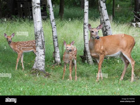 Two Whitetail Fawn with Whitetail Doe Stock Photo - Alamy