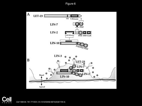 The Lin Lin Lin Complex Mediates Basolateral Membrane