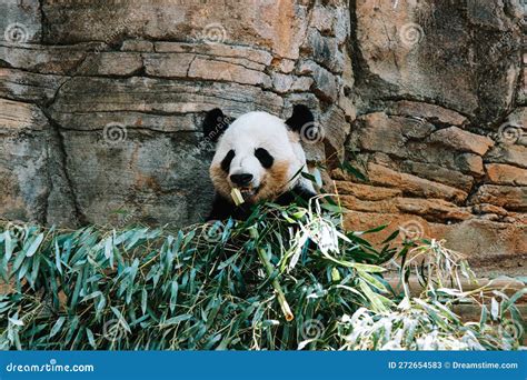 Young Qinling Panda, Contentedly Munching on a Meal of Fresh Leaves ...