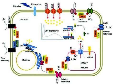 Figure From Decoding And Relay Of Calcium Signals By Cbl Cipk Module