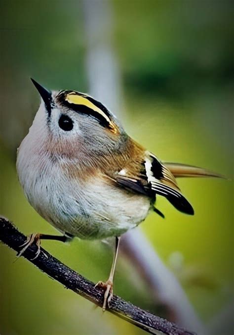 Pin By Christine Duval On Les Oiseaux Nature Birds Pretty Birds