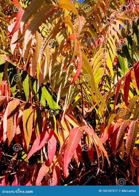 Autumn Colored Trees And Leaves Of Staghorn Sumac Rhus Hirta Syn Rhus