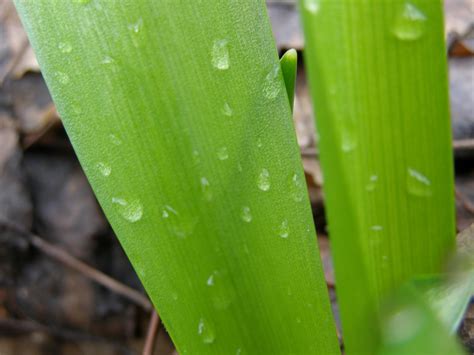 Hintergrundbilder Natur Gras Pflanzen Wassertropfen Grün Blatt