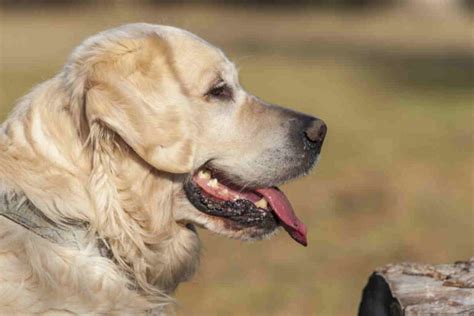 Golden Retriever Carattere Cure Curiosit E Consigli Su Questa Razza