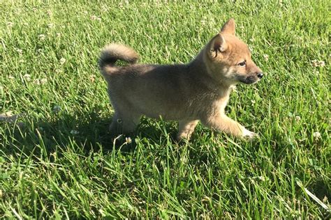 Suki Shiba Inu Puppy Cfcda Pawrade