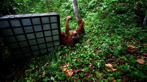 Upaya Hutan Hujan Tropis Sumatra Keluar Dari Daftar Situs Warisan Dunia