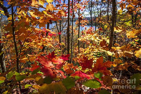 Autumn Splendor At Lake Photograph By Elena Elisseeva Pixels